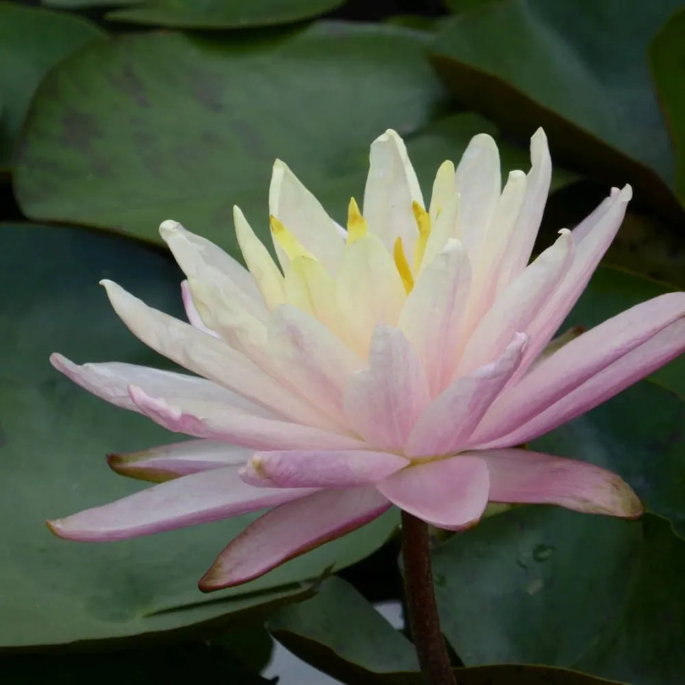 Nymphaea ‘Barbara Dobbins’ | ‘Barbara Dobbins’ water lily