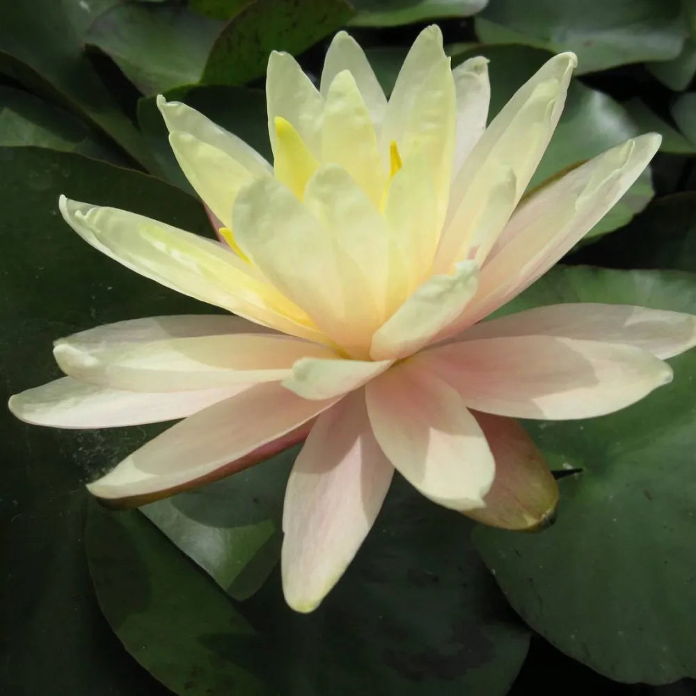 Nymphaea ‘Barbara Dobbins’ | ‘Barbara Dobbins’ water lily