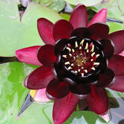 Nymphaea ‘Black Princess’ | ‘Black Princess’ water lily