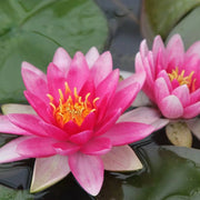 Nymphaea ‘Charles de Meurville’ | ‘Charles de Meurville’ water lily