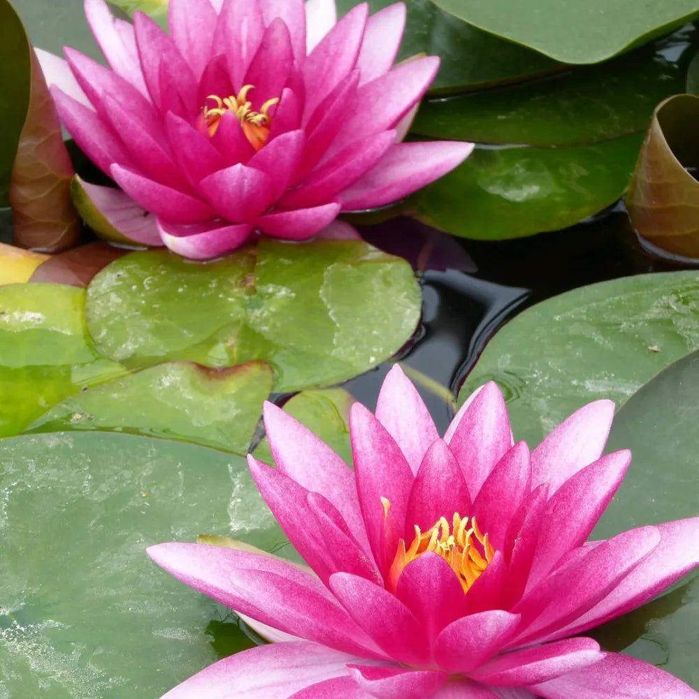 Nymphaea ‘Charles de Meurville’ | ‘Charles de Meurville’ water lily ...