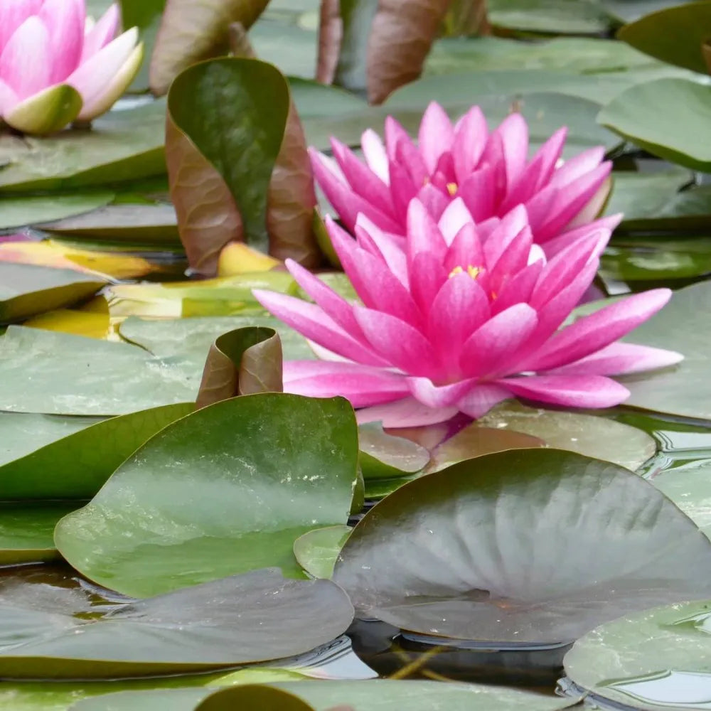 Nymphaea ‘Charles de Meurville’ | ‘Charles de Meurville’ water lily ...