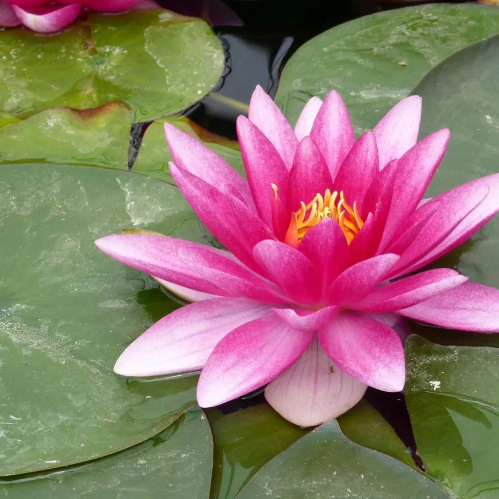 Nymphaea ‘Charles de Meurville’ | ‘Charles de Meurville’ water lily