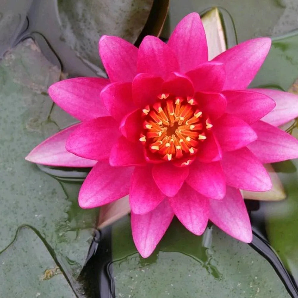 Nymphaea ‘Charles de Meurville’ | ‘Charles de Meurville’ water lily