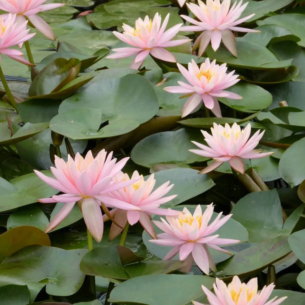 Nymphaea ‘Colorado’ | ‘Colorado’ water lily