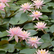 Nymphaea ‘Colorado’ | ‘Colorado’ water lily