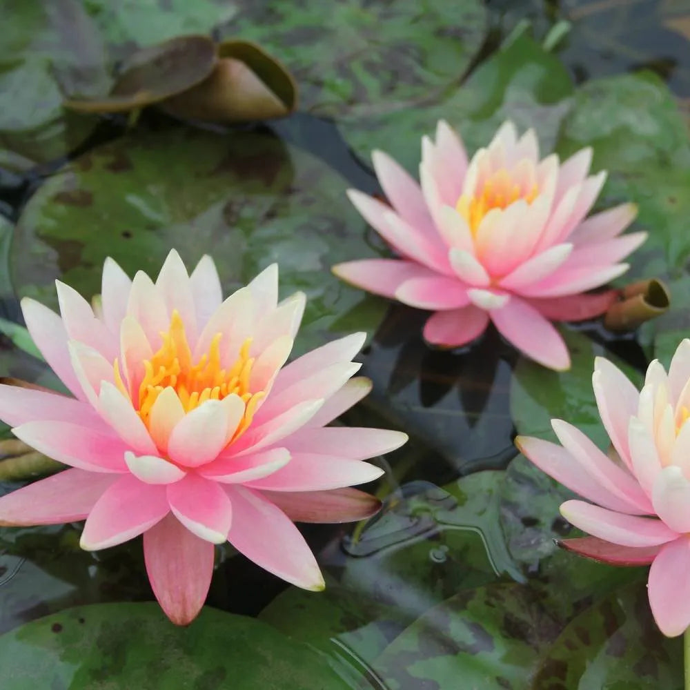Nymphaea ‘Colorado’ | ‘Colorado’ water lily