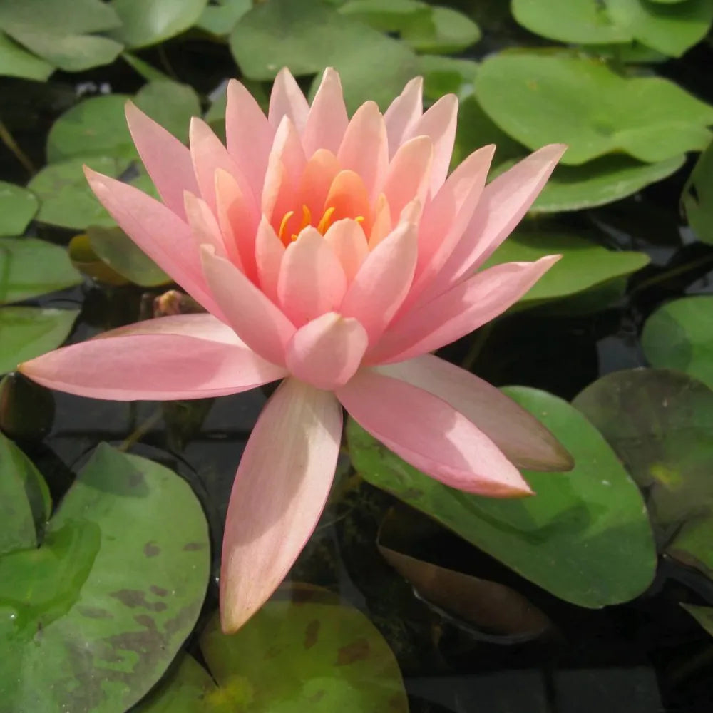 Nymphaea ‘Colorado’ | ‘Colorado’ water lily