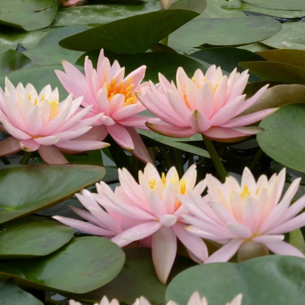 Nymphaea ‘Colorado’ | ‘Colorado’ water lily