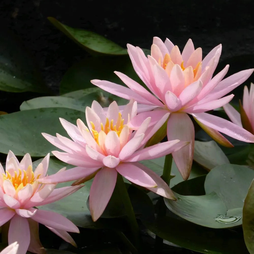 Nymphaea ‘Colorado’ | ‘Colorado’ water lily