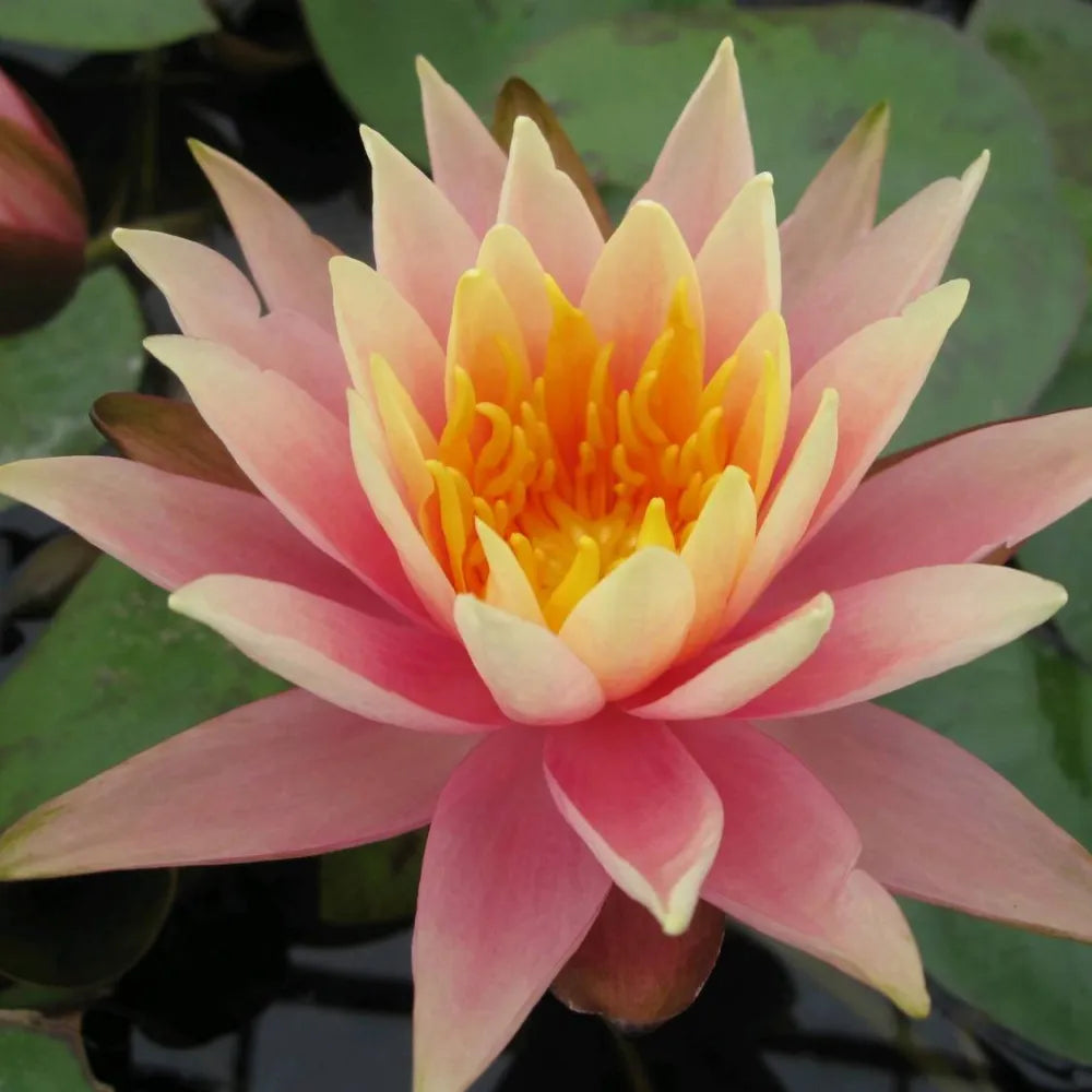 Nymphaea ‘Colorado’ | ‘Colorado’ water lily