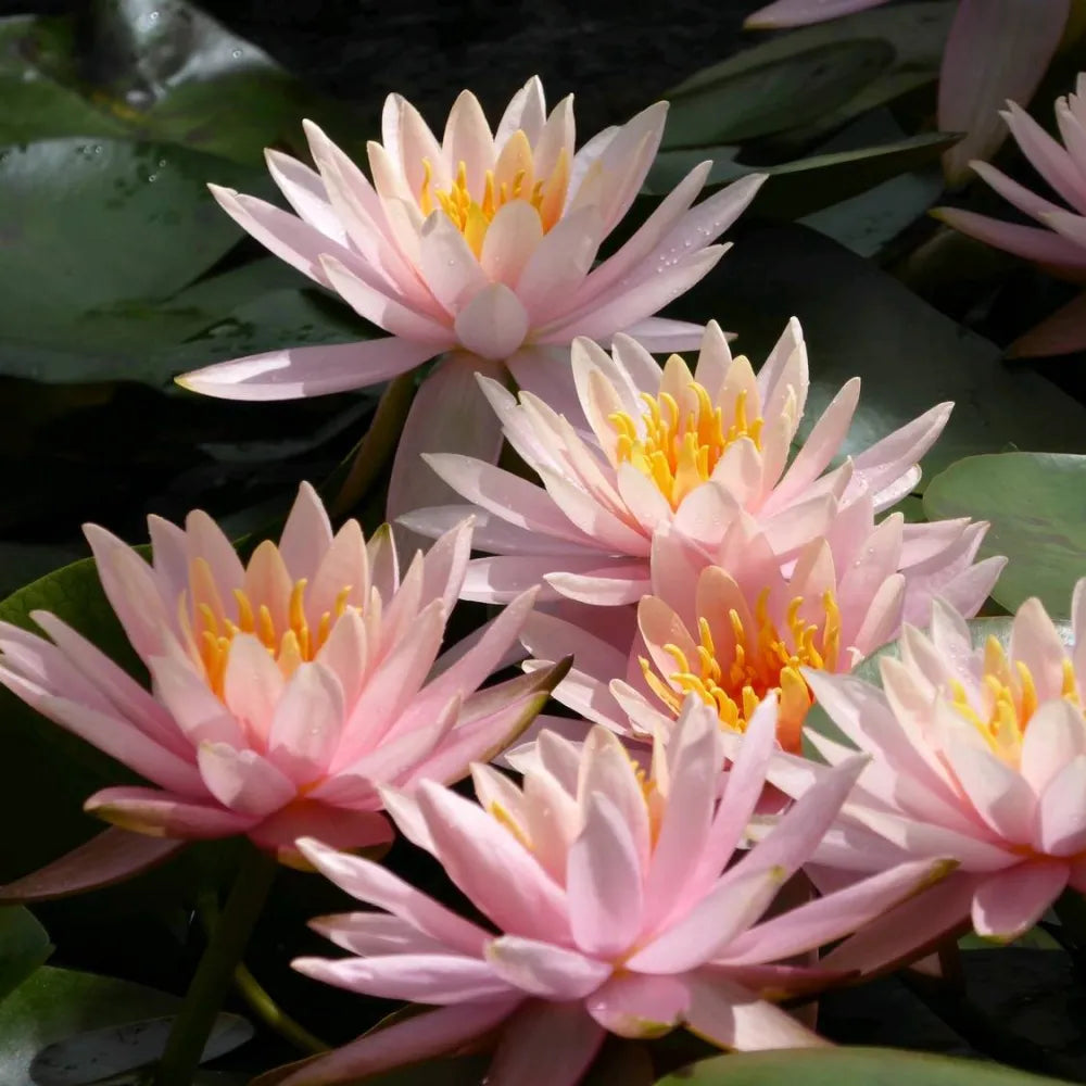 Nymphaea ‘Colorado’ | ‘Colorado’ water lily