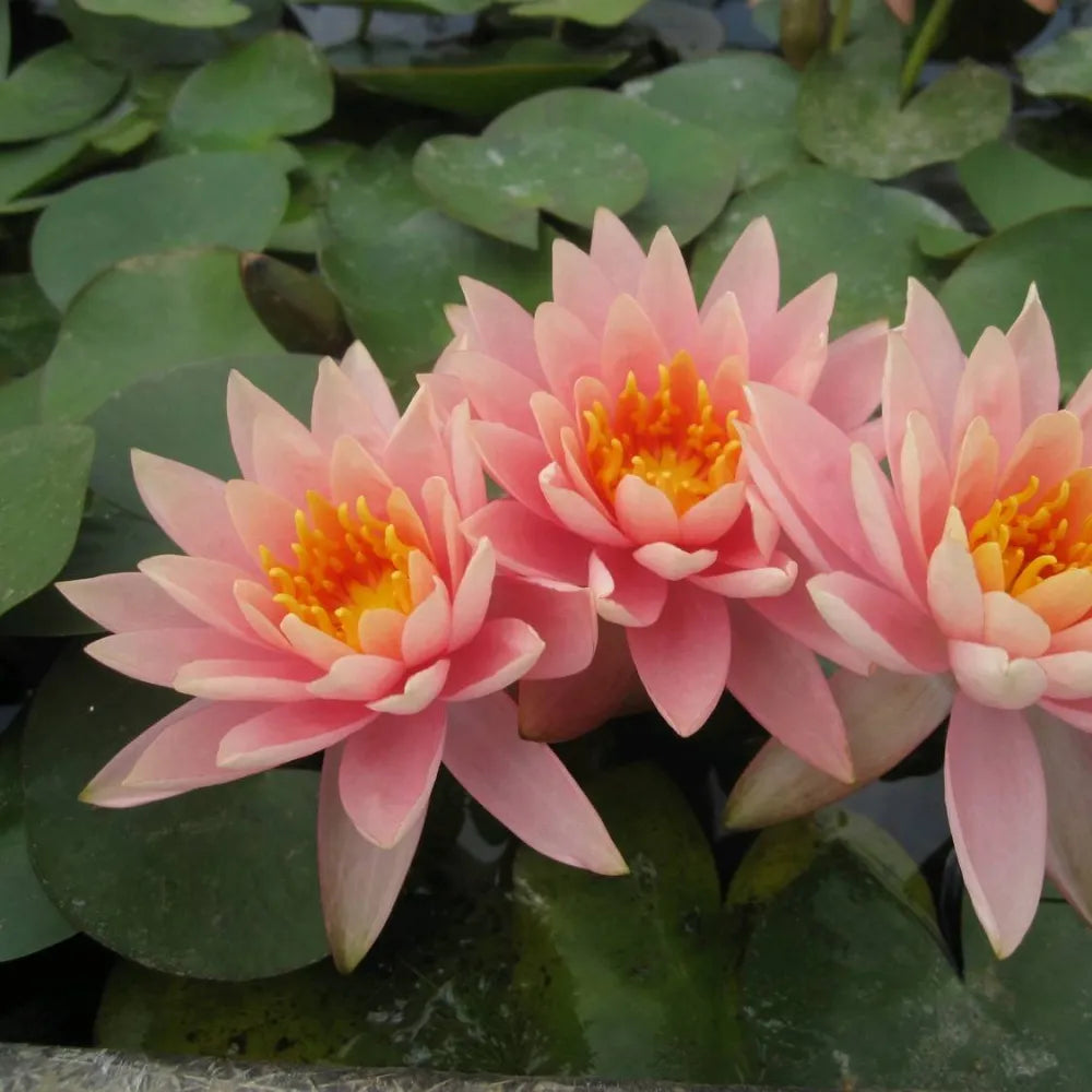 Nymphaea ‘Colorado’ | ‘Colorado’ water lily