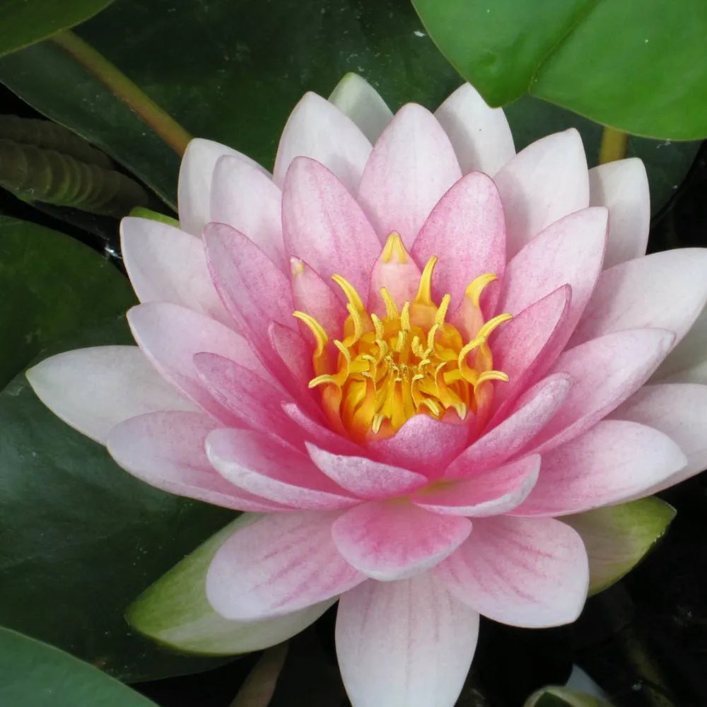 Nymphaea ‘Darwin’ (= ‘Hollandia’) | ‘Darwin’ water lily