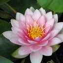 Nymphaea ‘Darwin’ (= ‘Hollandia’) | ‘Darwin’ water lily