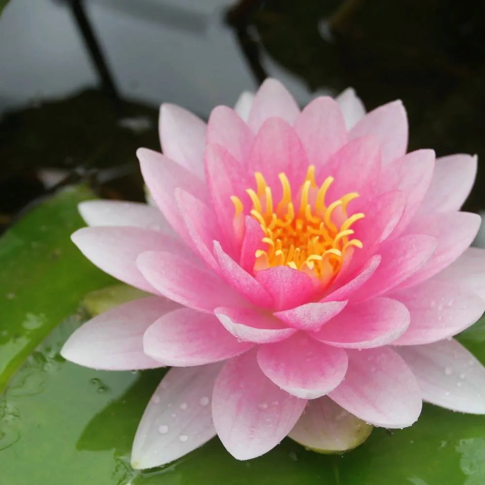 Nymphaea ‘Darwin’ (= ‘Hollandia’) | ‘Darwin’ water lily – Woven Wood