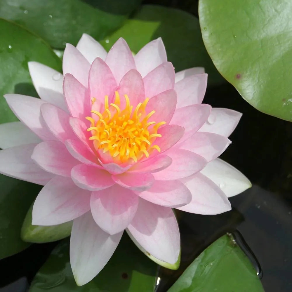 Nymphaea ‘Darwin’ (= ‘Hollandia’) | ‘Darwin’ water lily