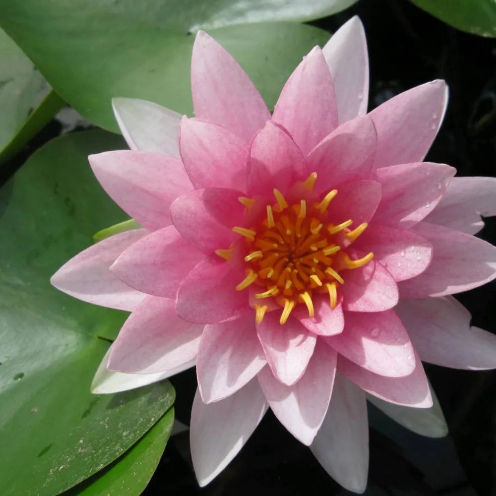 Nymphaea ‘Darwin’ (= ‘Hollandia’) | ‘Darwin’ water lily