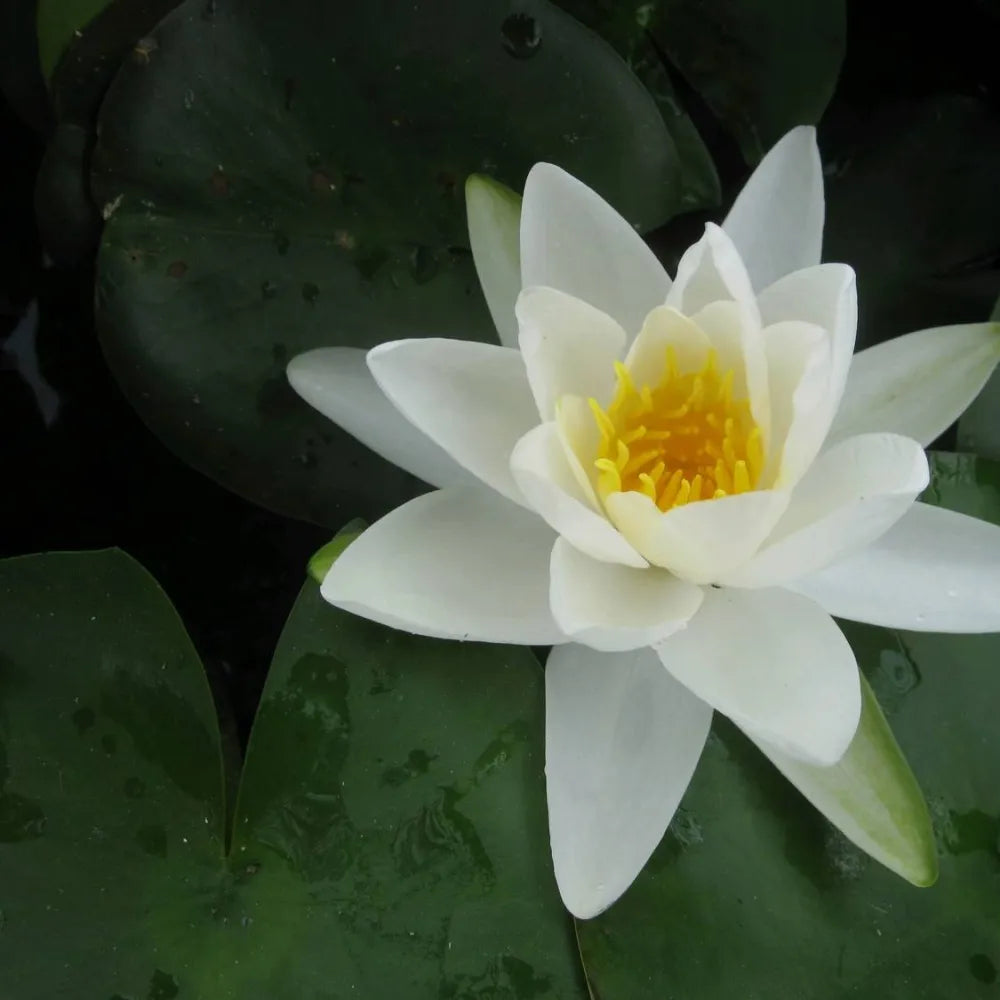 Nymphaea ‘Gladstoniana’ | ‘Gladstoniana’ water lily