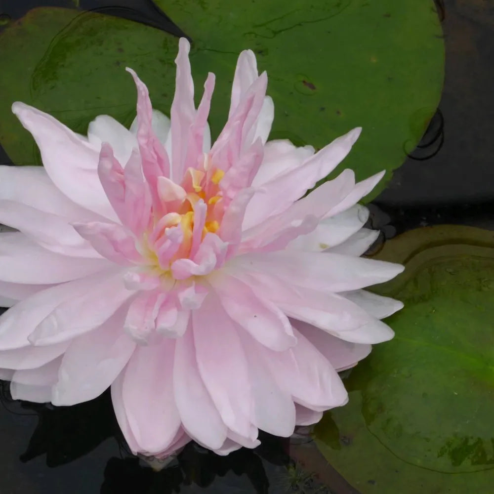 Nymphaea ‘Gloire du Temple‑sur‑Lot’ | ‘Temple‑sur‑Lot’ water lily