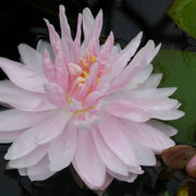 Nymphaea ‘Gloire du Temple‑sur‑Lot’ | ‘Temple‑sur‑Lot’ water lily