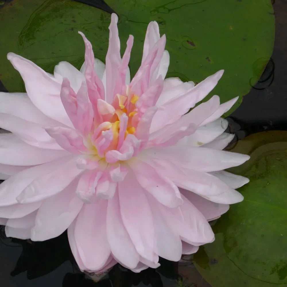 Nymphaea ‘Gloire du Temple‑sur‑Lot’ | ‘Temple‑sur‑Lot’ water lily