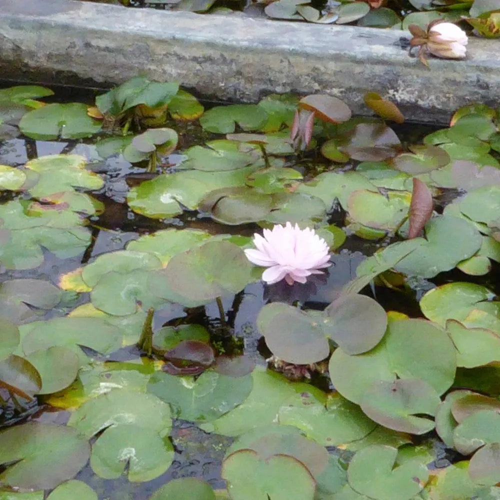 Nymphaea ‘Gloire du Temple‑sur‑Lot’ | ‘Temple‑sur‑Lot’ water lily