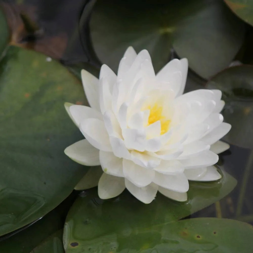 Nymphaea ‘Gonnère’ | ‘Snowball’ water lily – Woven Wood