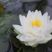 Nymphaea ‘Madame Wilfron Gonnère’ | ‘Madame Wilfron Gonnère’ water lily