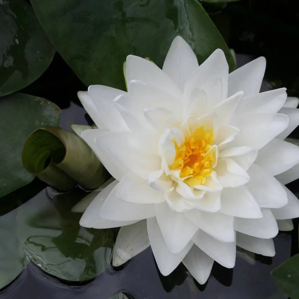 Nymphaea ‘Madame Wilfron Gonnère’ | ‘Madame Wilfron Gonnère’ water lily