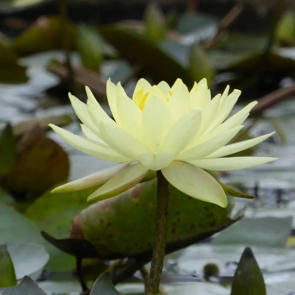 Nymphaea ‘Joey Tomocik’ | ‘Joey Tomocik’ water lily