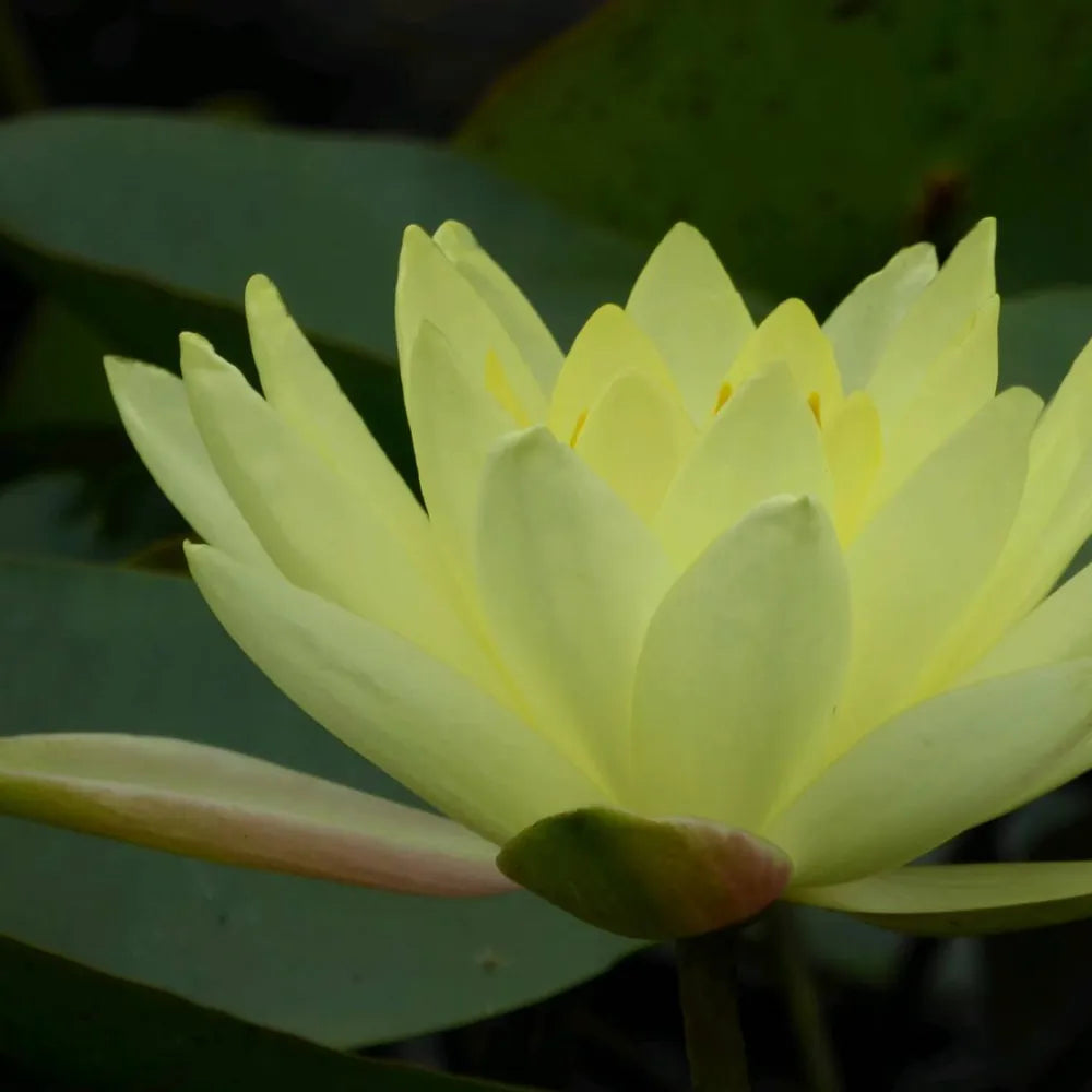 Nymphaea ‘Joey Tomocik’ | ‘Joey Tomocik’ water lily