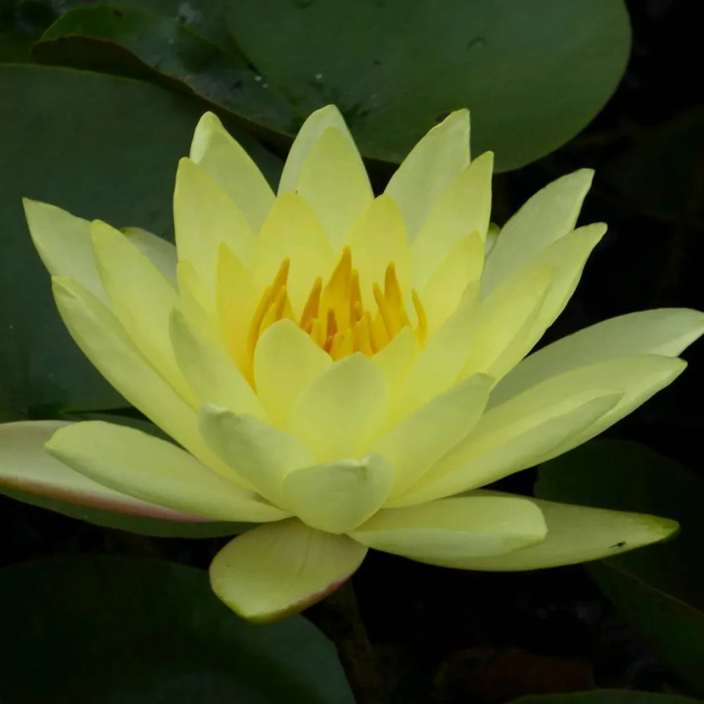Nymphaea ‘Joey Tomocik’ | ‘Joey Tomocik’ water lily