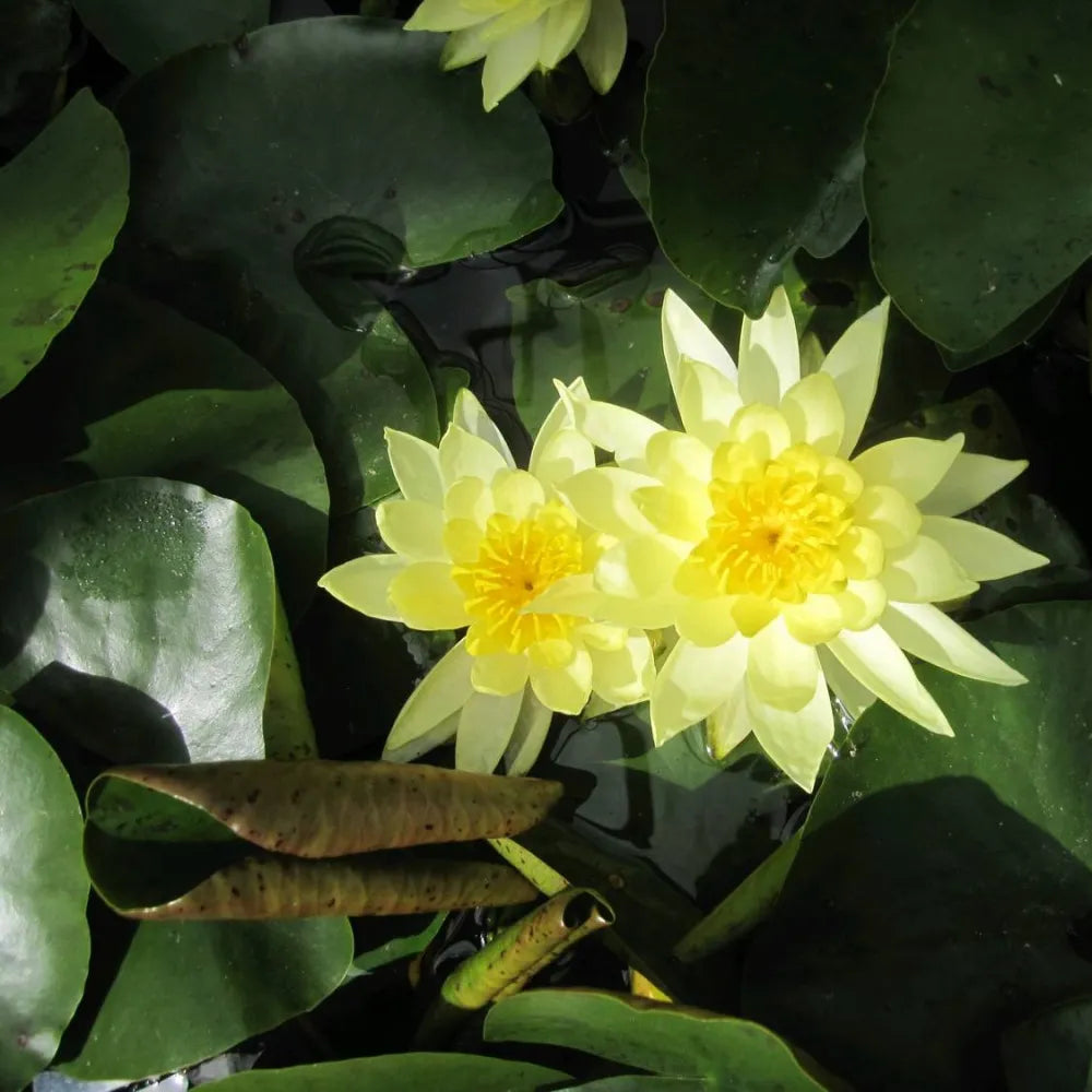 Nymphaea ‘Joey Tomocik’ | ‘Joey Tomocik’ water lily