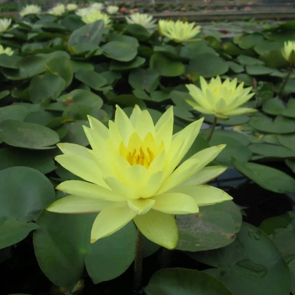 Nymphaea ‘Joey Tomocik’ | ‘Joey Tomocik’ water lily
