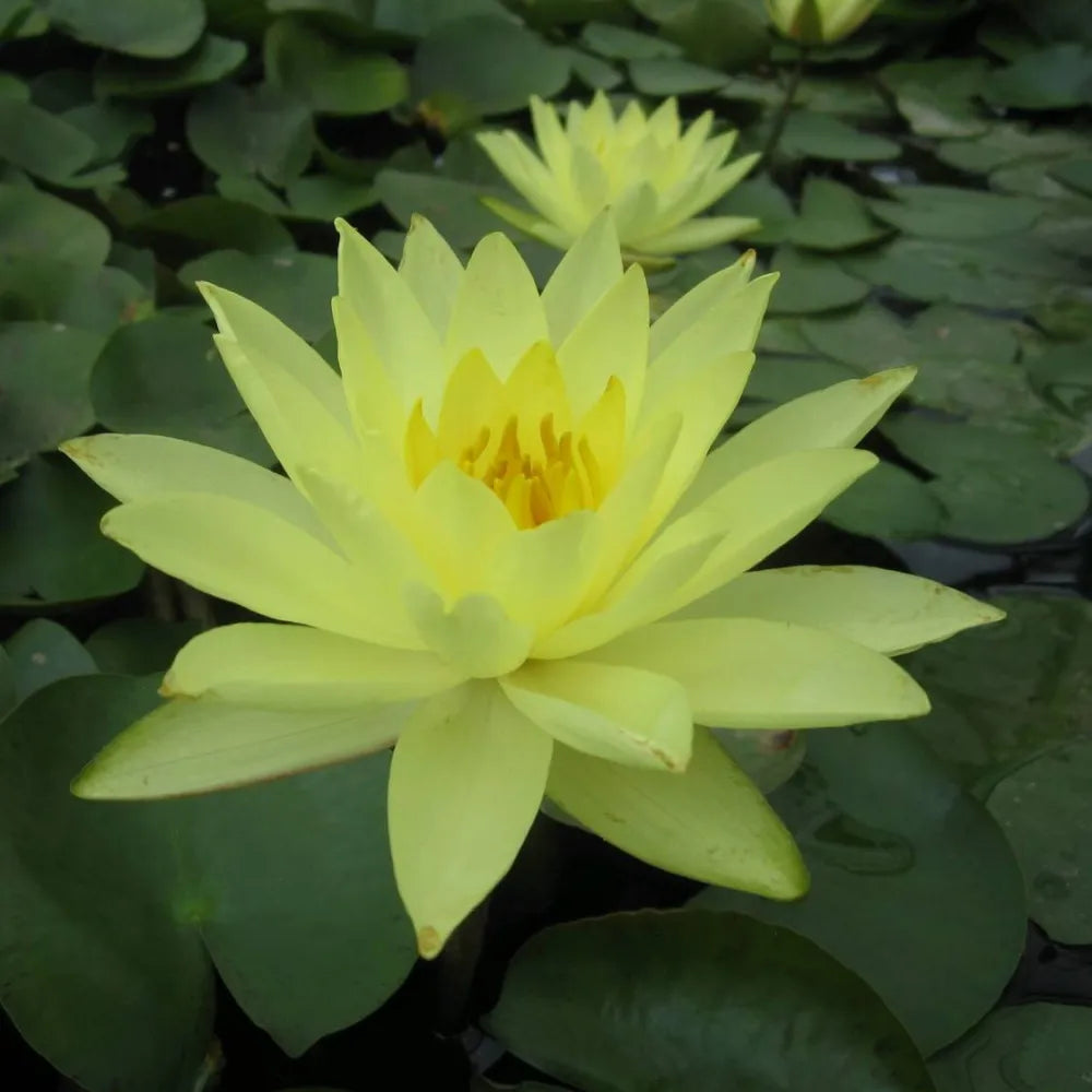 Nymphaea ‘Joey Tomocik’ | ‘Joey Tomocik’ water lily