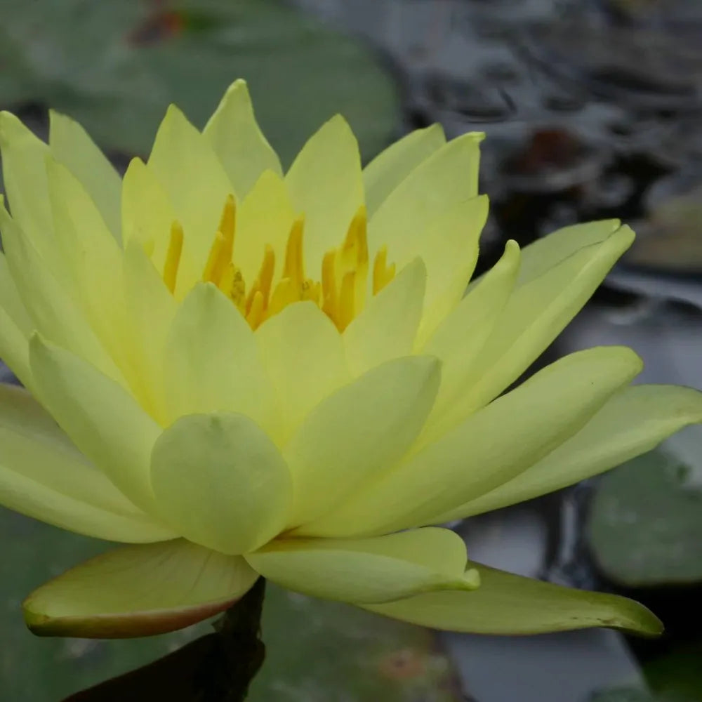 Nymphaea ‘Lemon Mist’ | ‘Lemon Mist’ water lily