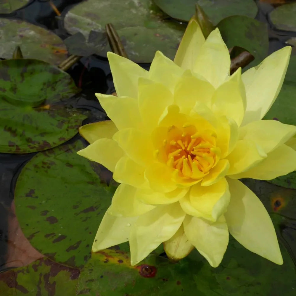 Nymphaea ‘Lemon Mist’ | ‘Lemon Mist’ water lily