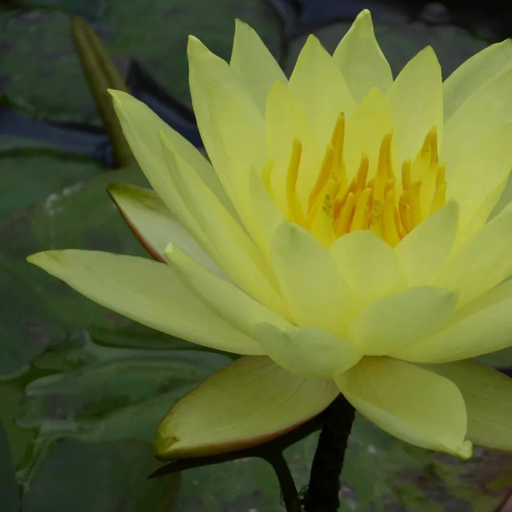 Nymphaea ‘Lemon Mist’ | ‘Lemon Mist’ water lily