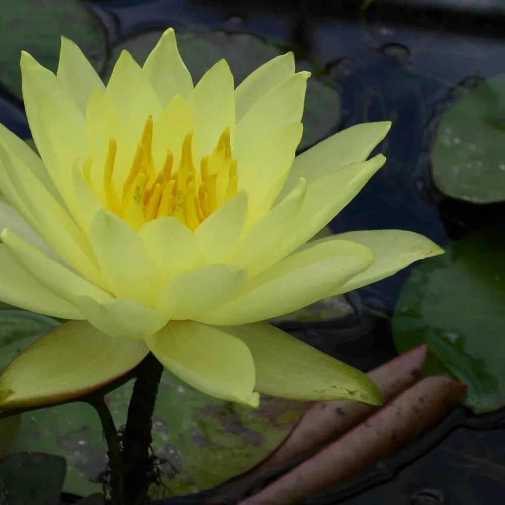 Nymphaea ‘Lemon Mist’ | ‘Lemon Mist’ water lily