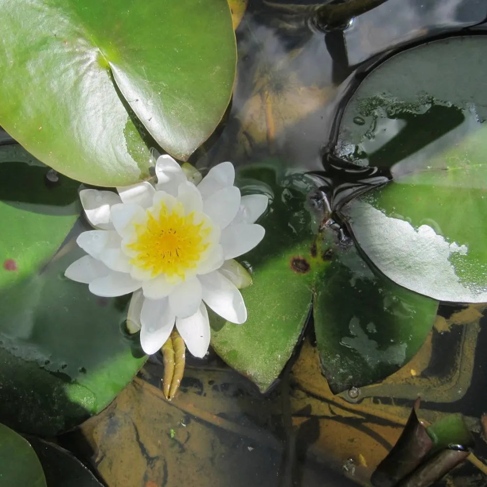 Nymphaea ‘Marliacea Albida’ | ‘Marliacea Albida’ water lily – Woven Wood
