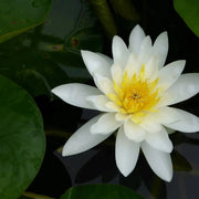 Nymphaea ‘Marliacea Albida’ | ‘Marliacea Albida’ water lily