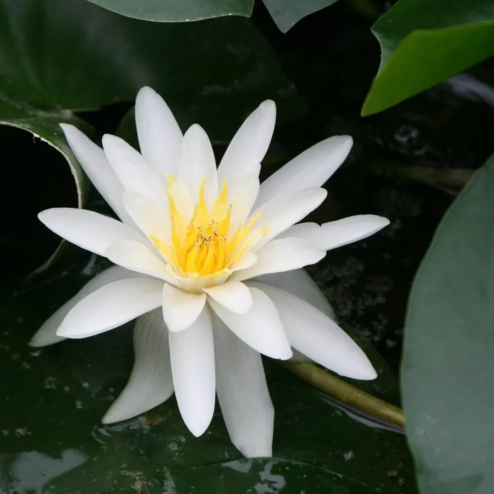 Nymphaea ‘Marliacea Albida’ | ‘Marliacea Albida’ water lily