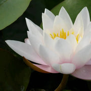 Nymphaea ‘Marliacea Carnea’ | ‘Marliacea Carnea’ water lily