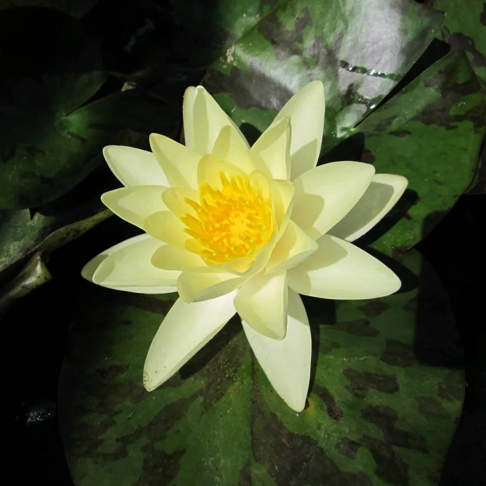 Nymphaea ‘Marliacea Chromatella’ | ‘Chromatella’ (yellow) water lily