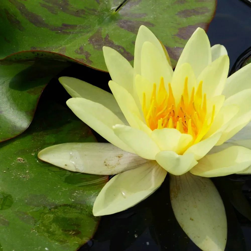 Nymphaea ‘Marliacea Chromatella’ | ‘Chromatella’ (yellow) water lily