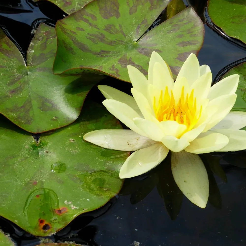 Nymphaea ‘Marliacea Chromatella’ | ‘Chromatella’ (yellow) water lily