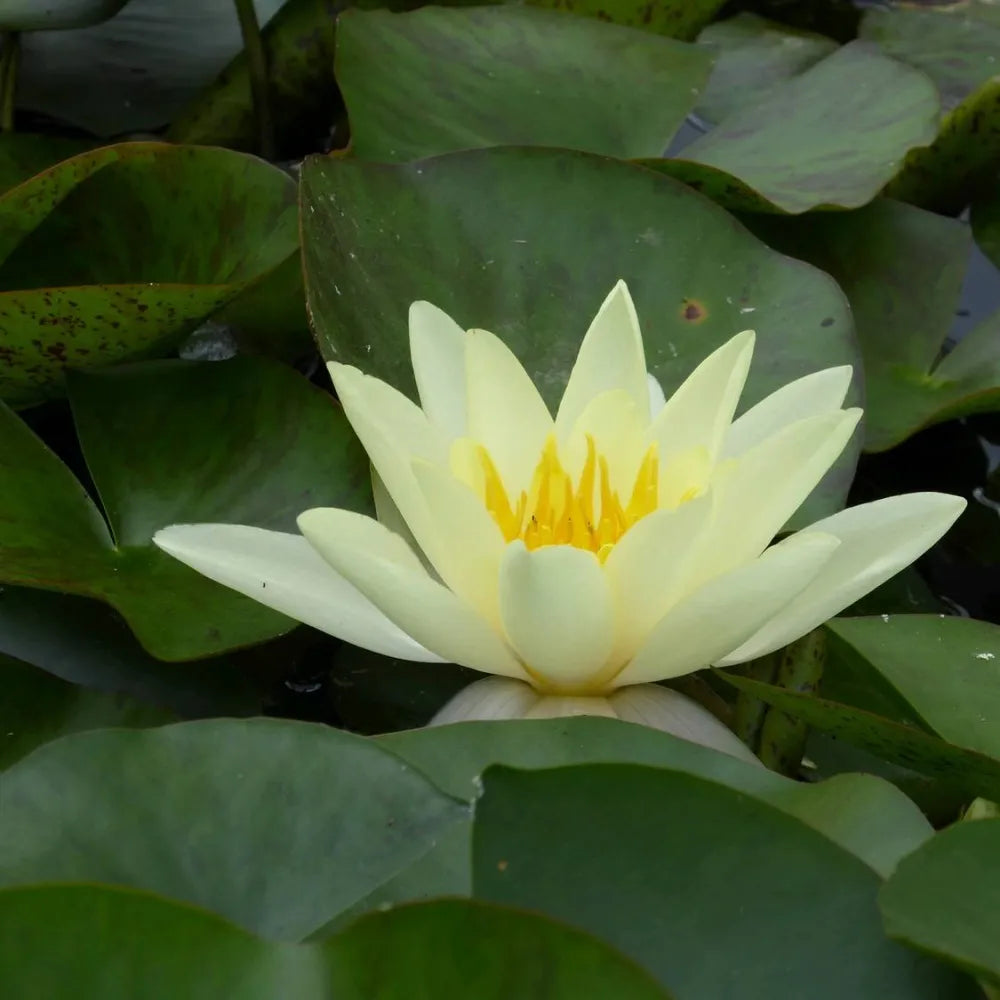 Nymphaea ‘Marliacea Chromatella’ | ‘Chromatella’ (yellow) water lily