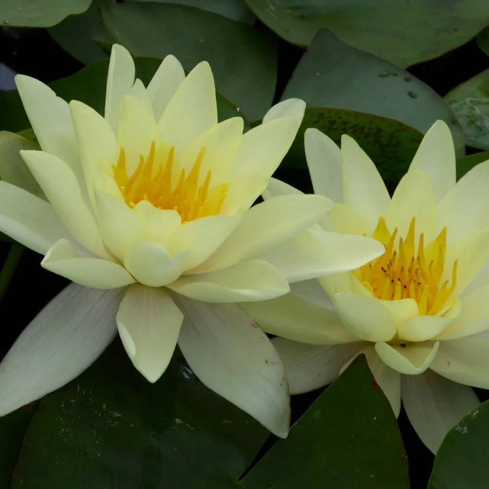 Nymphaea ‘Marliacea Chromatella’ | ‘Chromatella’ (yellow) water lily