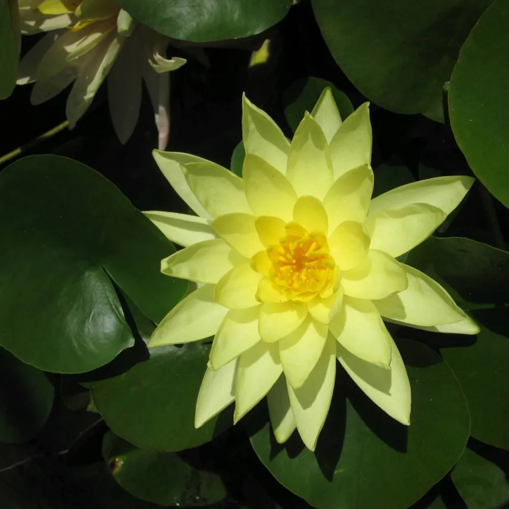 Nymphaea ‘Marliacea Chromatella’ | ‘Chromatella’ (yellow) water lily